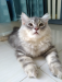 Traditional Persian Kitten (doll face) Male & Female